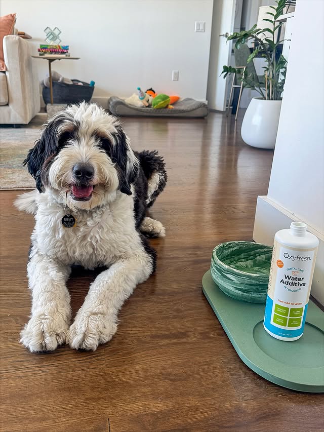 Instagram post by @remyfrombk for Oxyfresh. Caption reads: [...] fresh is easier than ever thanks to....