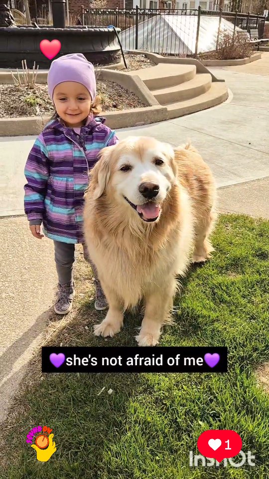 Instagram post by @shaggythegoldenone for BarkBox. Caption reads: 💜 This is my little fren Mirabella. She's almost....