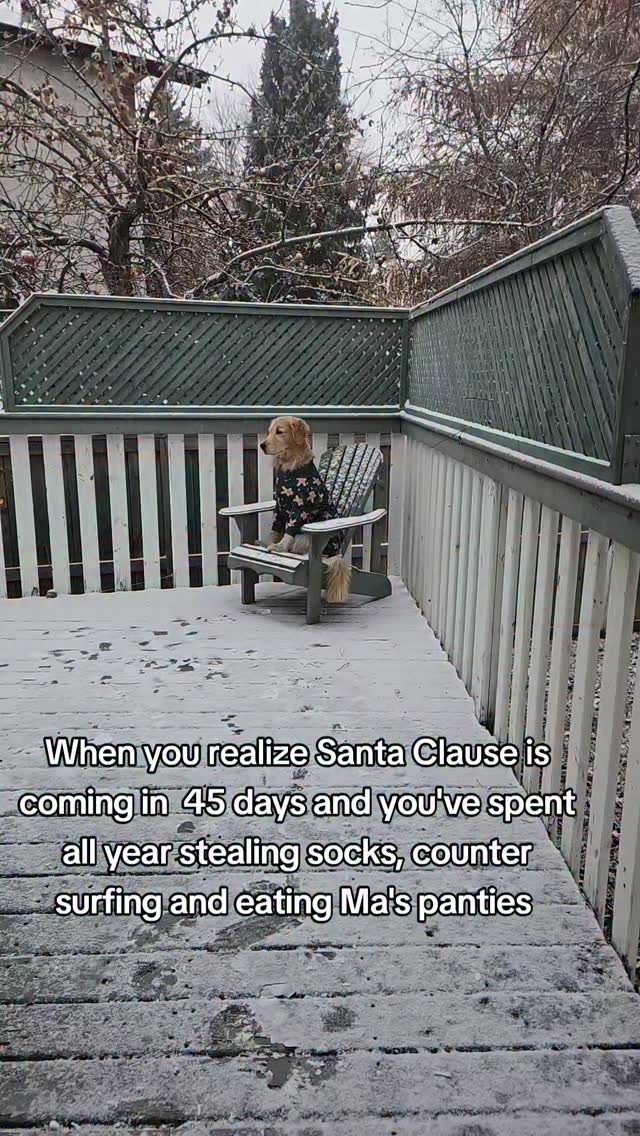 Instagram post by @griffinourgolden for Spark Paws. Caption reads: Still time to get off the naughty list? LOL !....