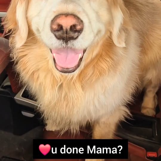 Instagram post by @shaggythegoldenone for BarkBox. Caption reads: 💙 On Mama's day off, she takes me everywhere as....