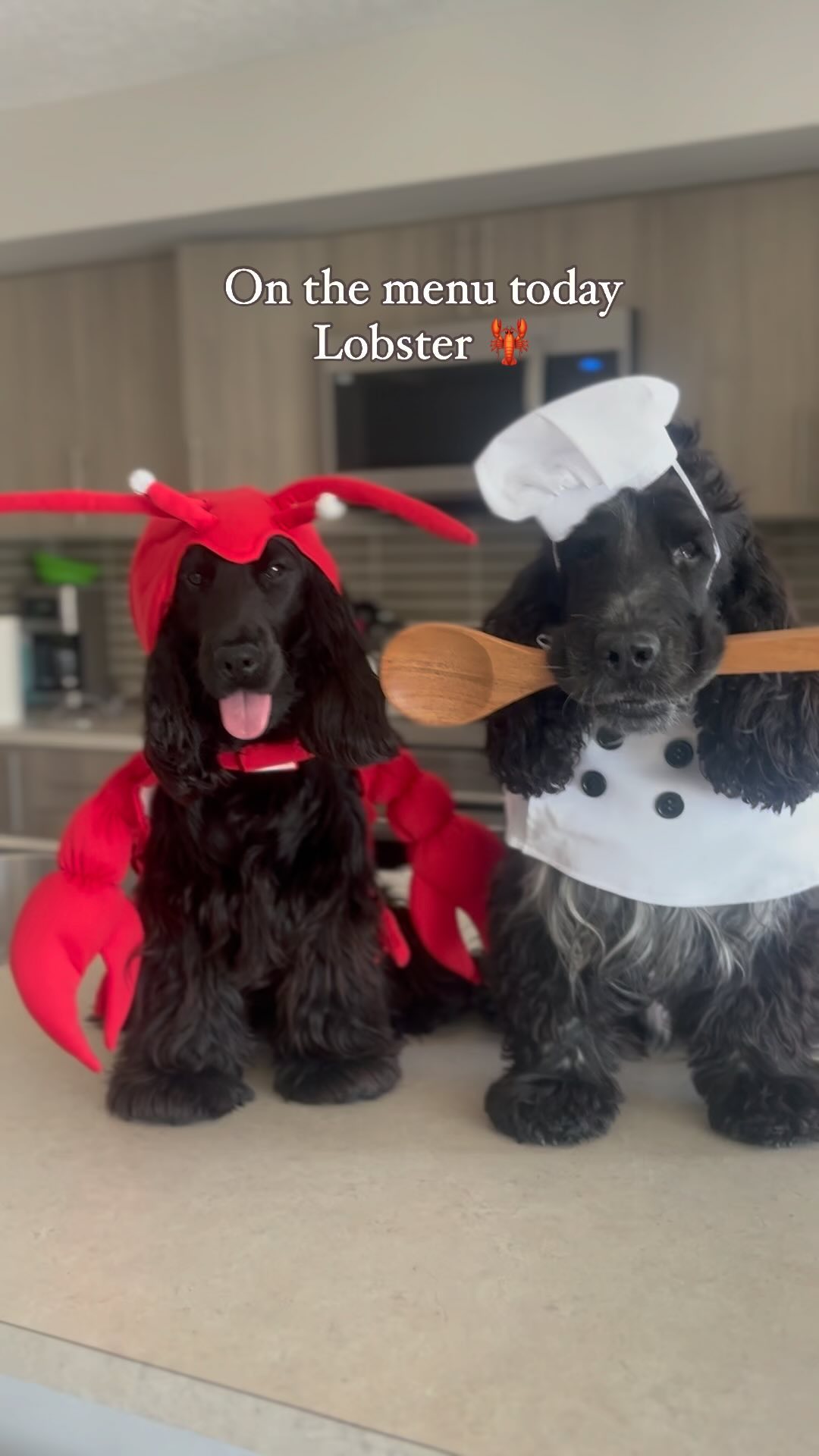 Instagram post by @the_adventure_cockers for Halloween Costumes. Caption reads: 🦞 🧑‍🍳 

We partnered with our favourite costume....