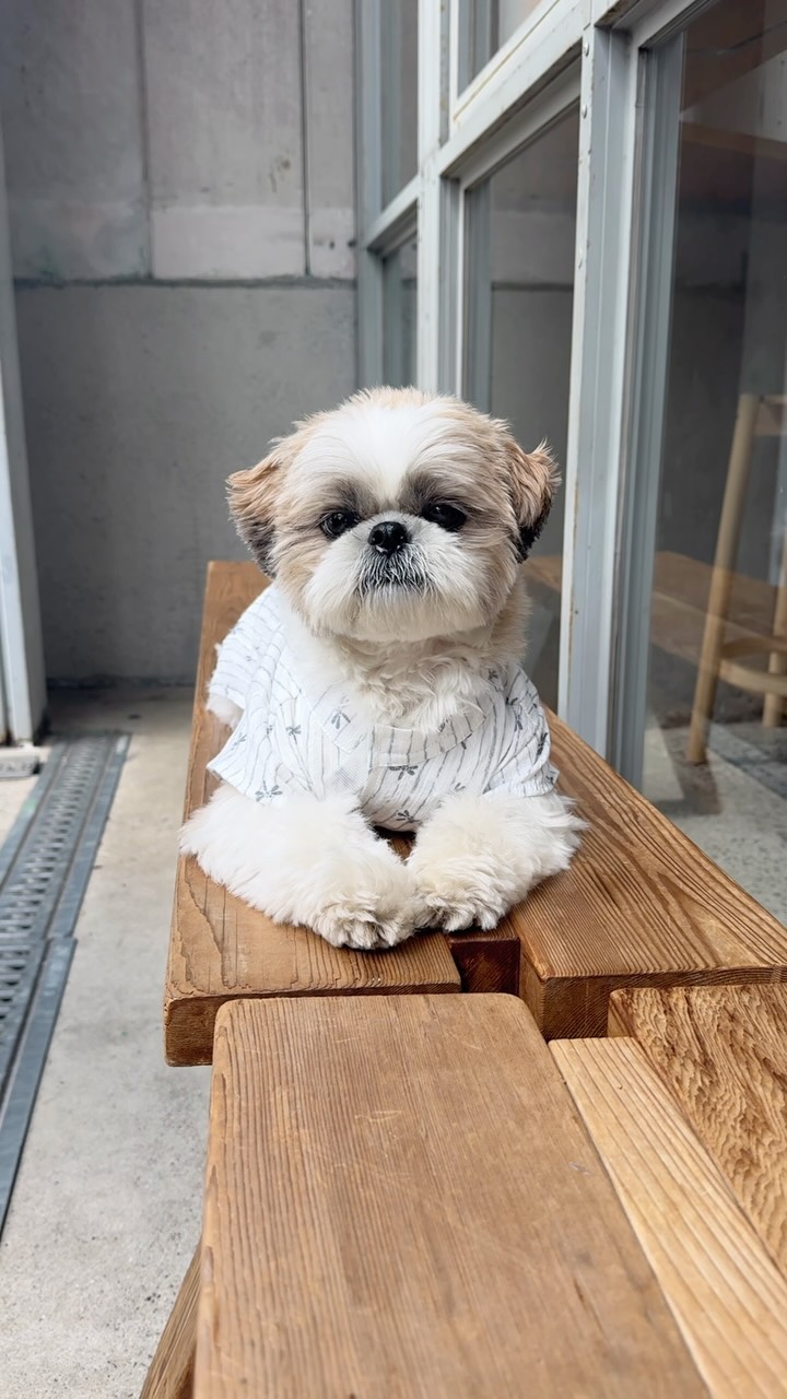 Instagram post by @aloalo0817 for Mon Cheri. Caption reads: 今日は七夕🎋
ぼくは @moncheri.dog....