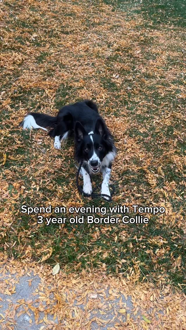 Instagram post by @highflyingcollies for MYOS Pet. Caption reads: [...] evening! 

Tempo has been loving his....