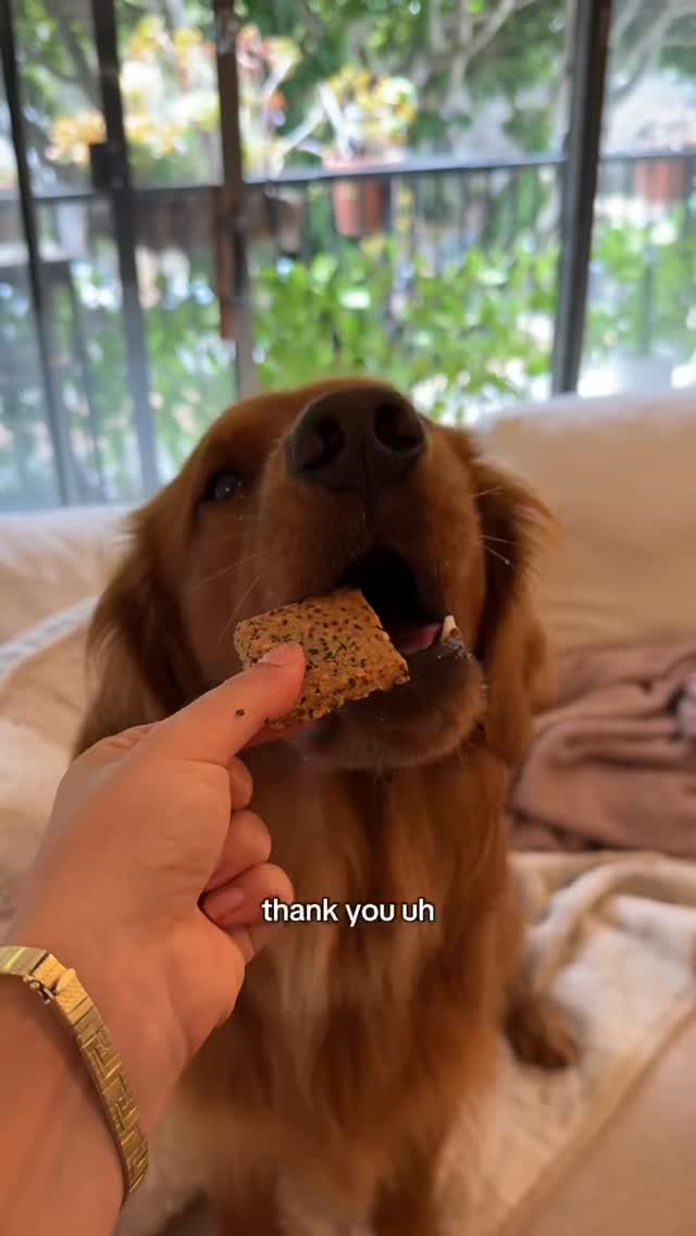 Instagram post by @badboy_bru for Maev. Caption reads: [...] #puppy #dayinthelife #maevpartner.