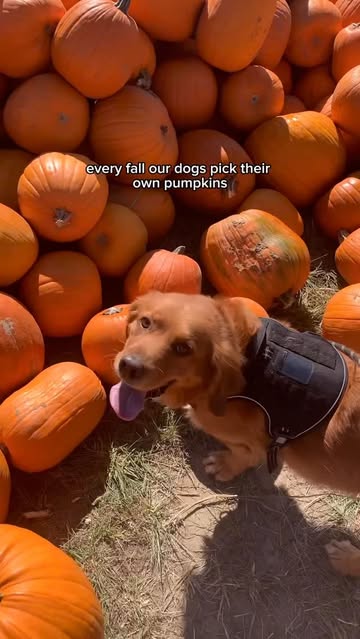 Instagram post by @denverdogguide for Tito’s Handmade Vodka. Caption reads: @titosvodka Spiced Cider Mules x pumpkin carving =....