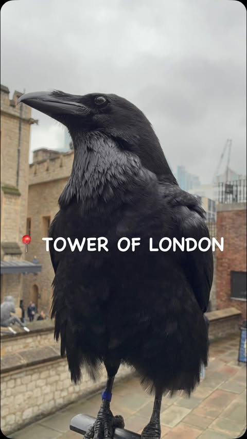 Instagram post by @mayhemandadventure for GetYourGuide. Caption reads: Tower of London - So much to explore and SO much....