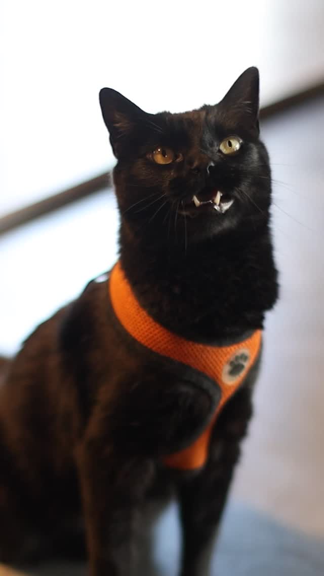 Instagram post by @jjyosh for Purina ONE. Caption reads: #ad Ever wonder what a full day looks like for an....