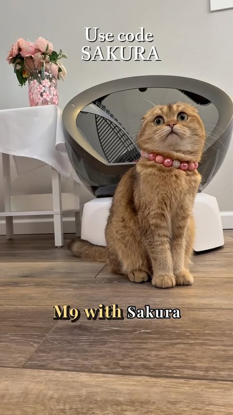 Instagram post by @sakura.thescottishfold for Neakasa. Caption reads: Meet the NEW Neakasa M9. We’ve used Neakasa in our....