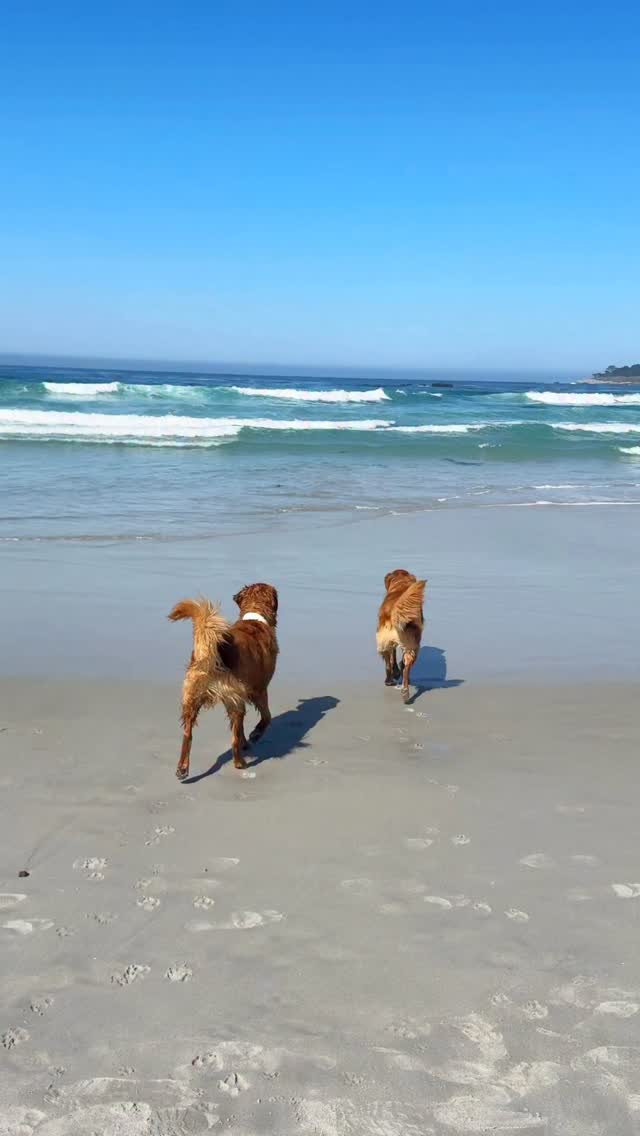 Instagram post by @ourlovinglola for Wondercide. Caption reads: [...] and itchy spots. That’s why we use....