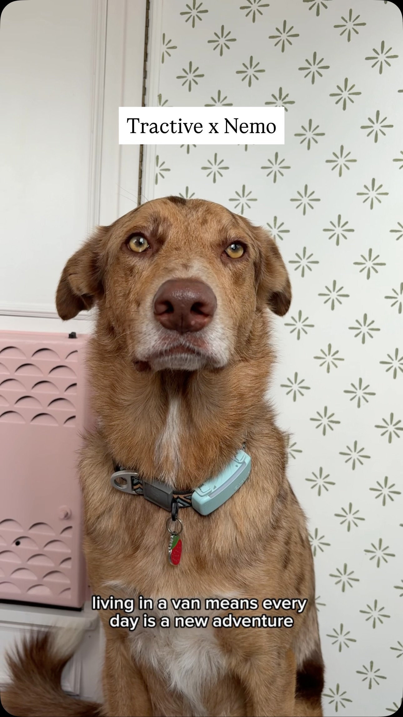 Instagram post by @nemoandthevan for Tractive. Caption reads: Life on the road means every day looks a little....