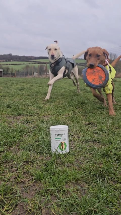 Instagram post by @odinandastrid_ for YuMOVE. Caption reads: [...] she is SO fast! 💨 

Thankfully, my....