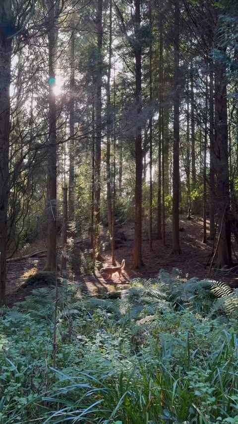 Instagram post by @tale_victoria for B&M Stores. Caption reads: Ad. Stepping out into the forest air without....