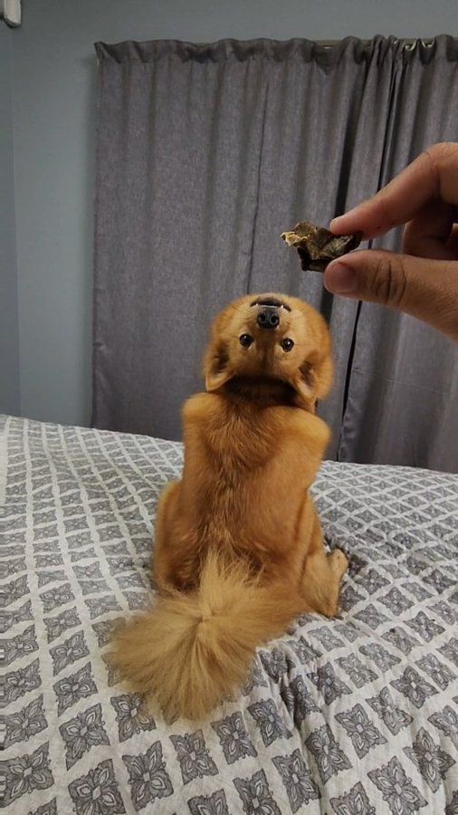 Instagram post by @kayatheshepherd for ZIWI Pet Food. Caption reads: How I taught Kiko the command demon! #ad

1. I....