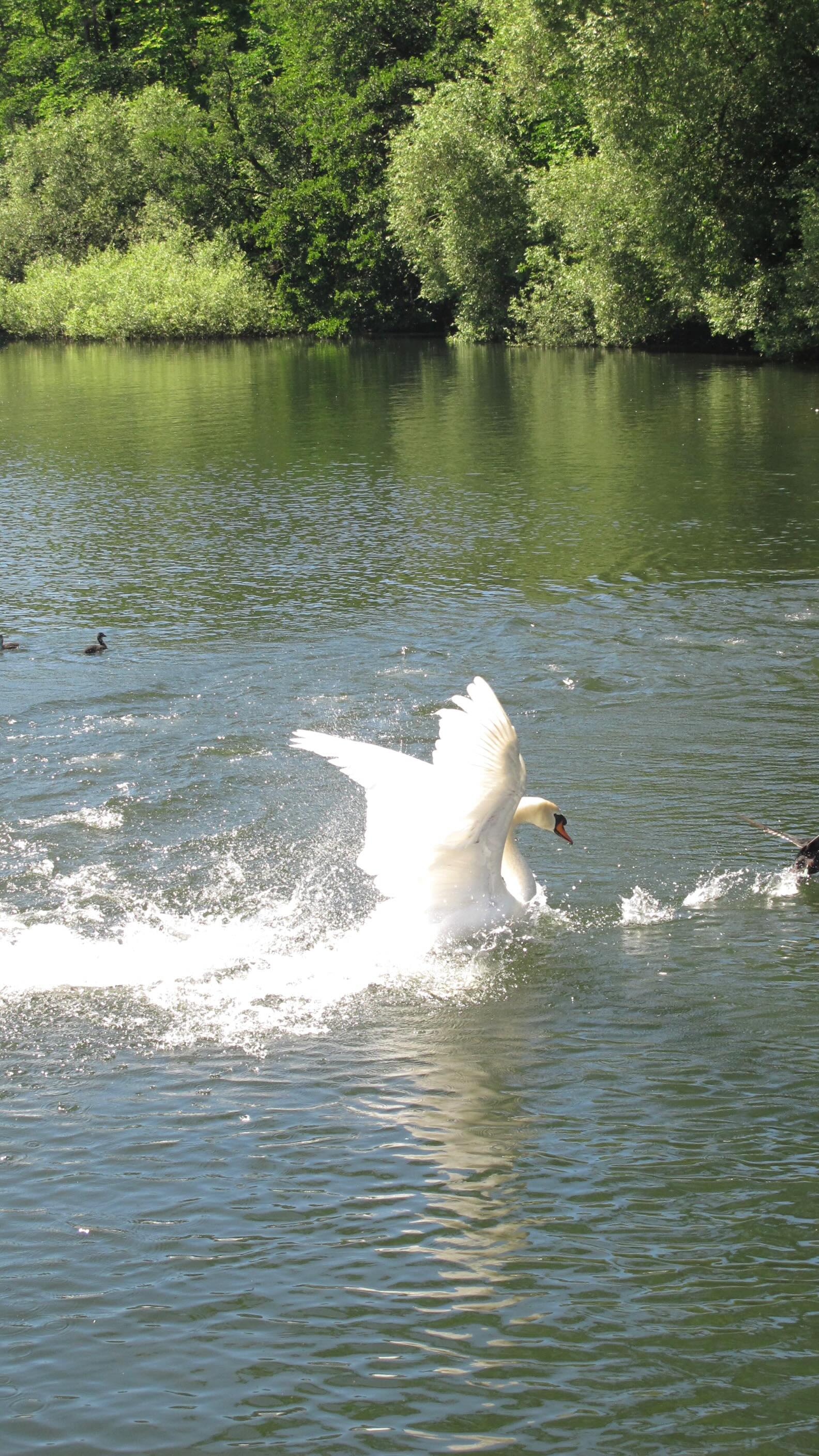 Instagram post by @crystalkaro for ZAPAKA. Caption reads: [...] of a disney princess movie 🎀🪞🩰🦢 ad....