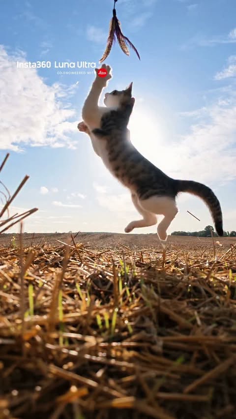Instagram post by @catographer.123 for Insta360. Caption reads: [...] Larry! :3 this video was recorded on....