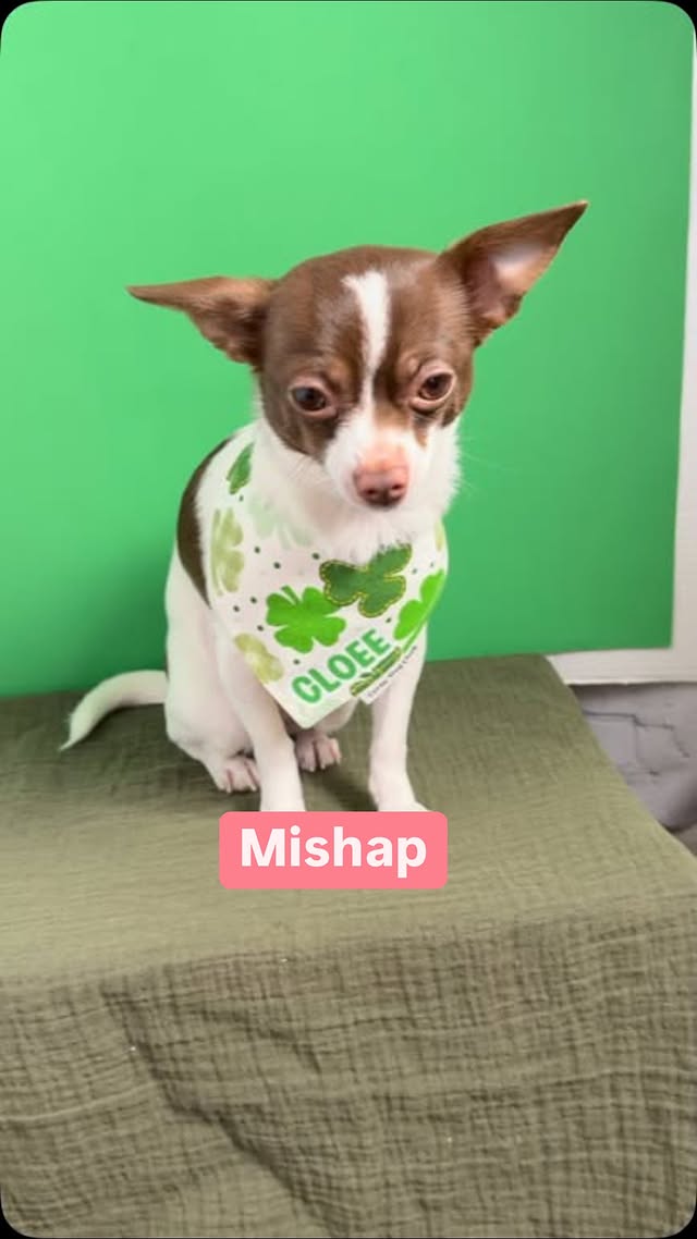 Instagram post by @cloeemochachi for Corny Dog Cloth. Caption reads: [...] my friends. 😉 📸 🍀Bandana from....