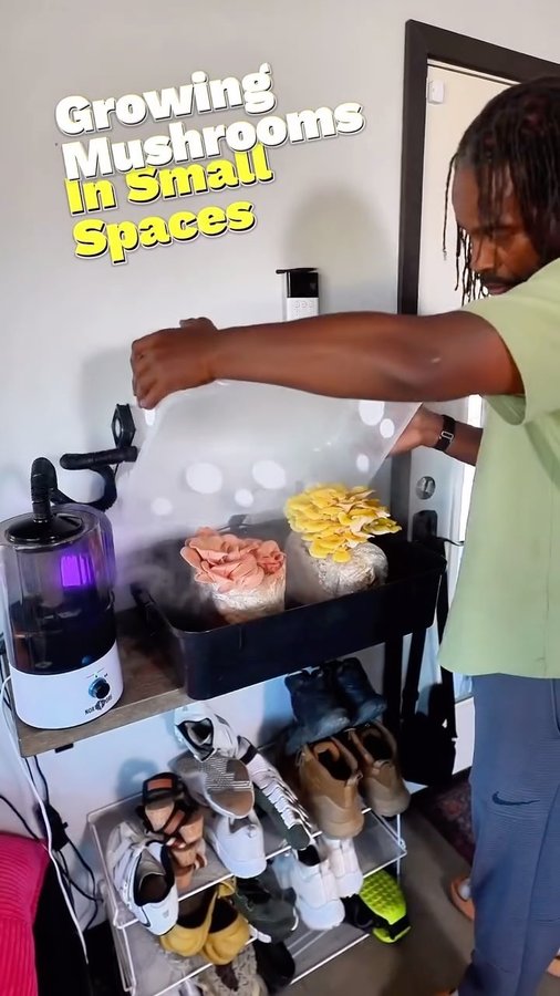 Instagram post by @turnipvegan for North Spore. Caption reads: [...] Bowl made with mushrooms I grew in....