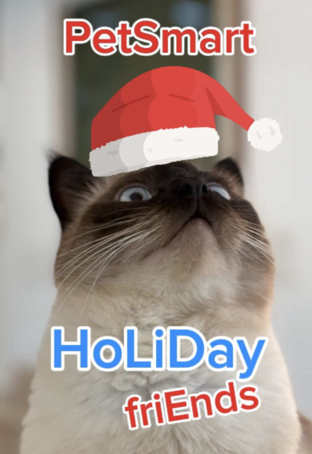 TikTok post by @mervthecat for PetSmart. Caption reads: #PetSmartPartner #Holidays adventure! WHAT DID....