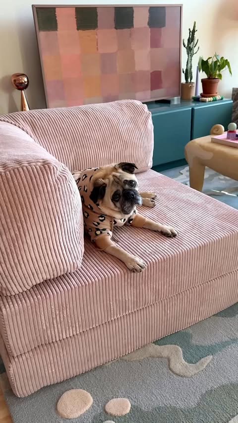 Instagram post by @honeyidressedthepug for OMHU. Caption reads: [...] with the coziest chair, kindly gifted by....