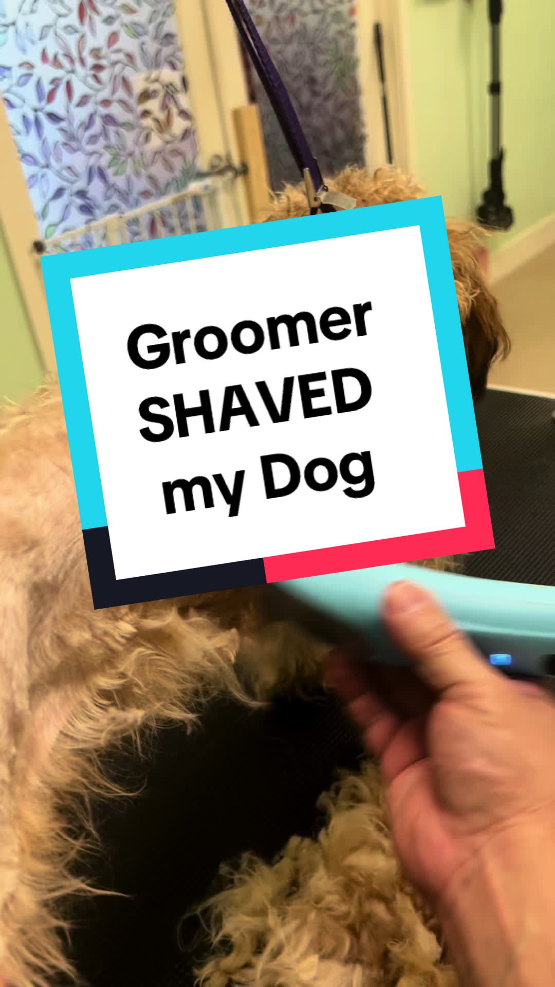 TikTok post by @carlosthegroomer for We Love Doodles. Caption reads: [...] Groomer, this is the brush you need.....