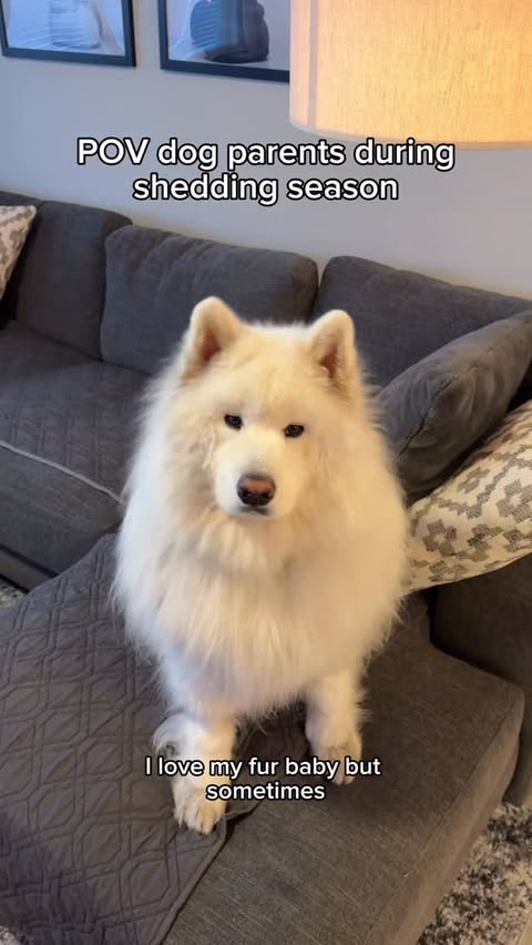 Instagram post by @tokyo_thebear for Oneisall. Caption reads: [...] real, my dog is my Valentine 🐶💘 This....