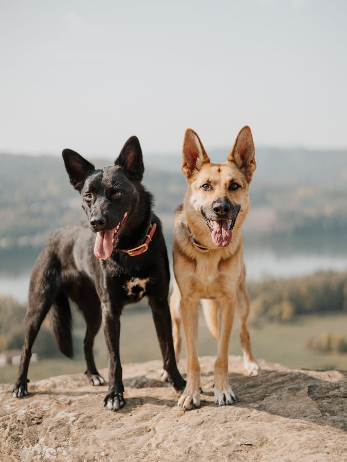 Instagram post by @the_prairie_paws for Travel Alberta. Caption reads: Some days it feels like the weight of the world is....