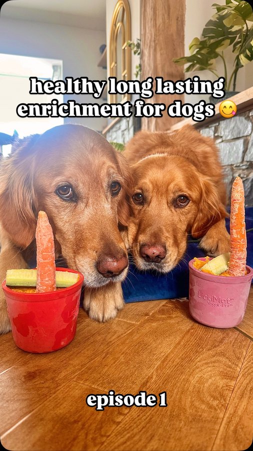 Instagram post by @fredrickandroyston for Burns Pet Food. Caption reads: Episode 1 of showing you enrichment ideas ✨

Every....