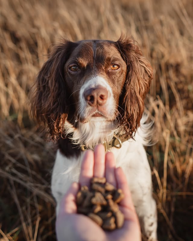 Instagram post by @jinky_springerspaniel for Pooch and Mutt. Caption reads: [...] 💗 That’s what Jinky says about the....