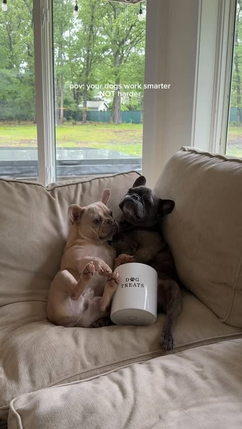 Instagram post by @winstonthefrenchiee_ for iRobot. Caption reads: [...] around here. 🫧 We just turned on our....