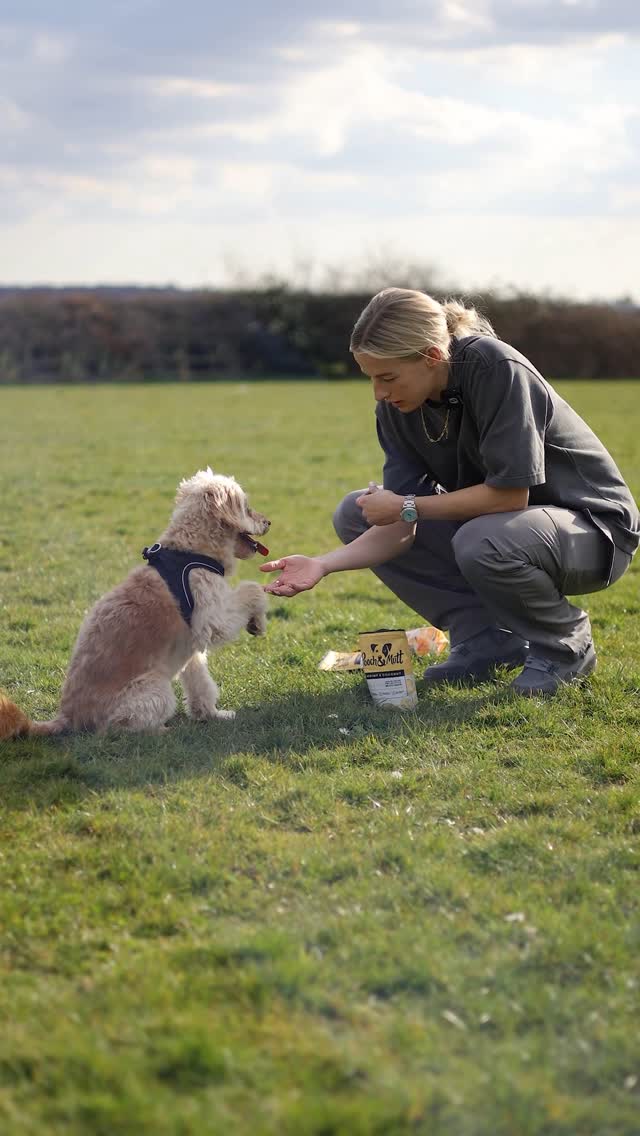 Instagram post by @chloekelly for Pooch and Mutt. Caption reads: Shop @poochandmutt with CHLOE30 for 30% off 🐶

As....