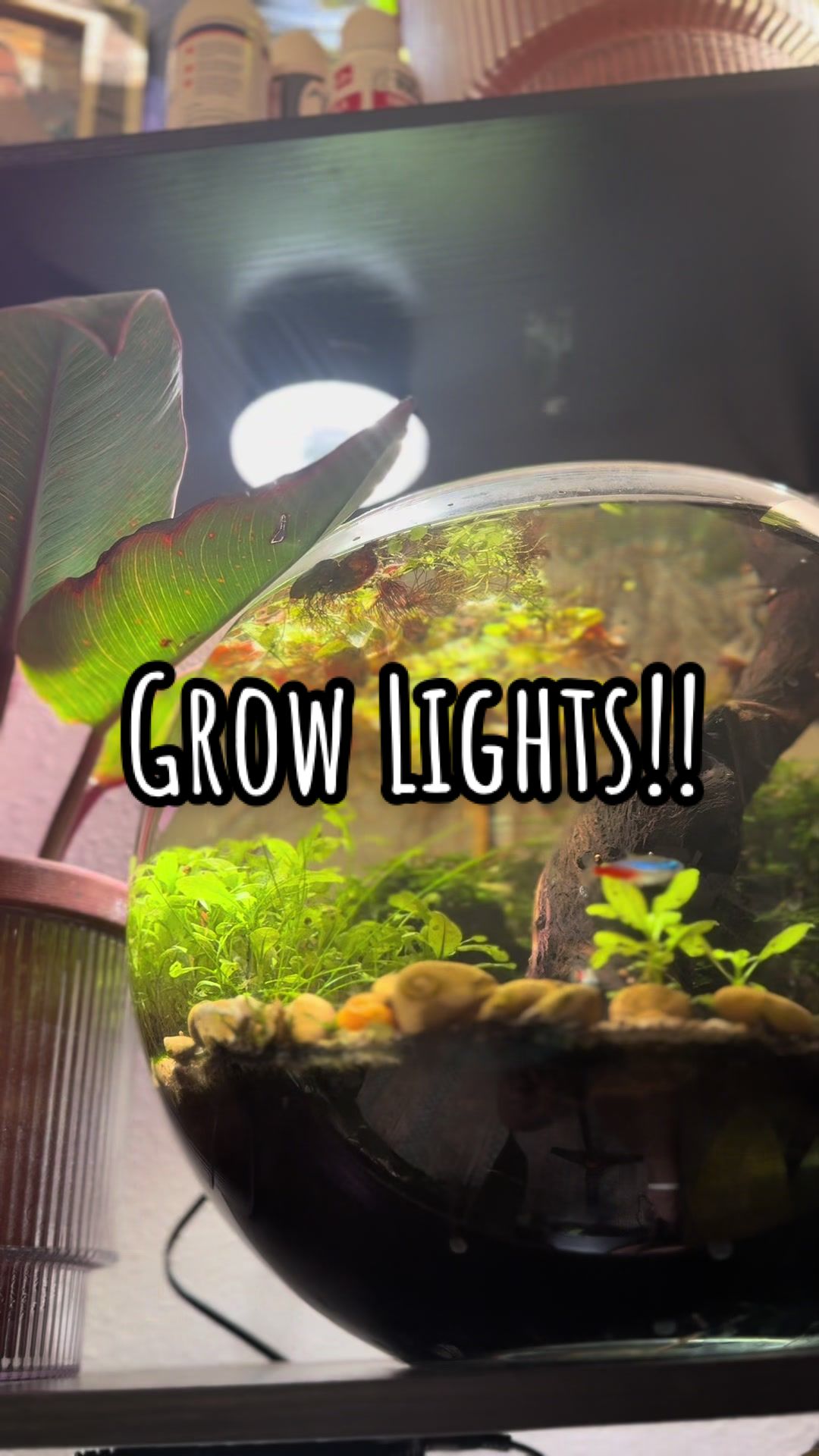 TikTok post by @thatplantninja for Barrina. Caption reads: They have done it again! @Barrina.official puck....