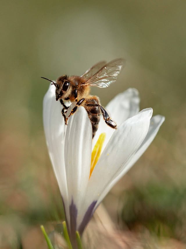 Instagram post by an influencer for ALPIN - Das Bergmagazin. Caption reads: the bees are back ☀️🐝 spring is coming closer to....
