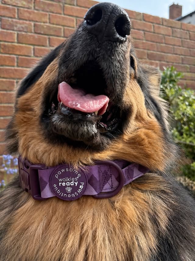 Instagram post by @river_thegsd20 for Pawsome Paws Boutique. Caption reads: [...] 𝑨𝒅𝒗𝒆𝒏𝒕𝒖𝒓𝒆 𝑪𝒐𝒍𝒍𝒂𝒓𝒔....