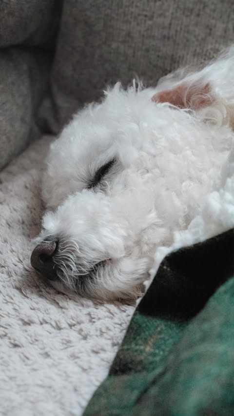 Instagram post by @lifeofapoochon for Bailey and Coco. Caption reads: [...] pupmail, snacks and snoozing with my....