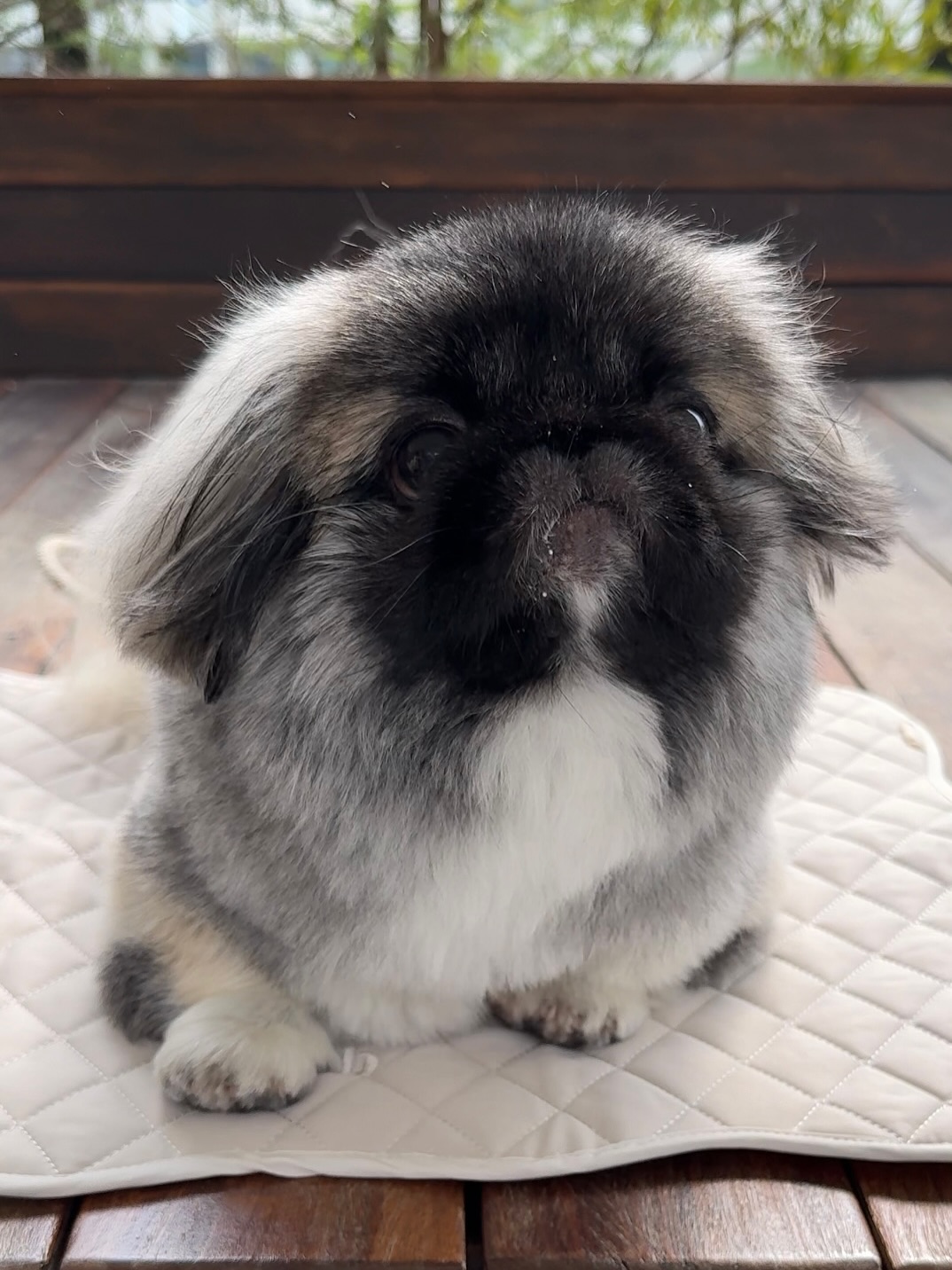 Instagram post by @mobb_pekingese for Mon Cheri. Caption reads: ⁡
いっしょに
モーニング行けるしあわせ🥹⸝⸝⸝
⁡
やっと秋がきましたなあ☕️🍂🍂
⁡
⁡
....