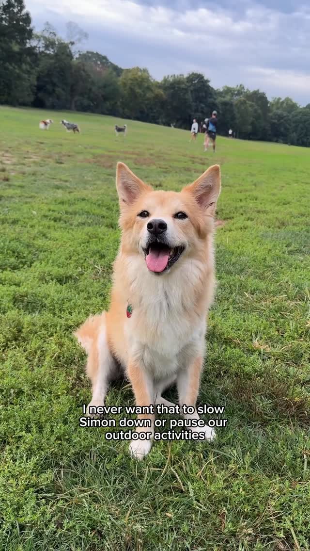 Instagram post by @simonsits for Chewy. Caption reads: Nothing better than off-leash hours and cooler....