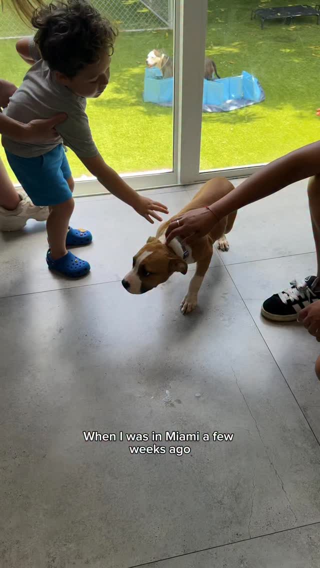 Instagram post by @mythologicaldogs for Earth Rated. Caption reads: @earthrated is saving me with back to back puppy....