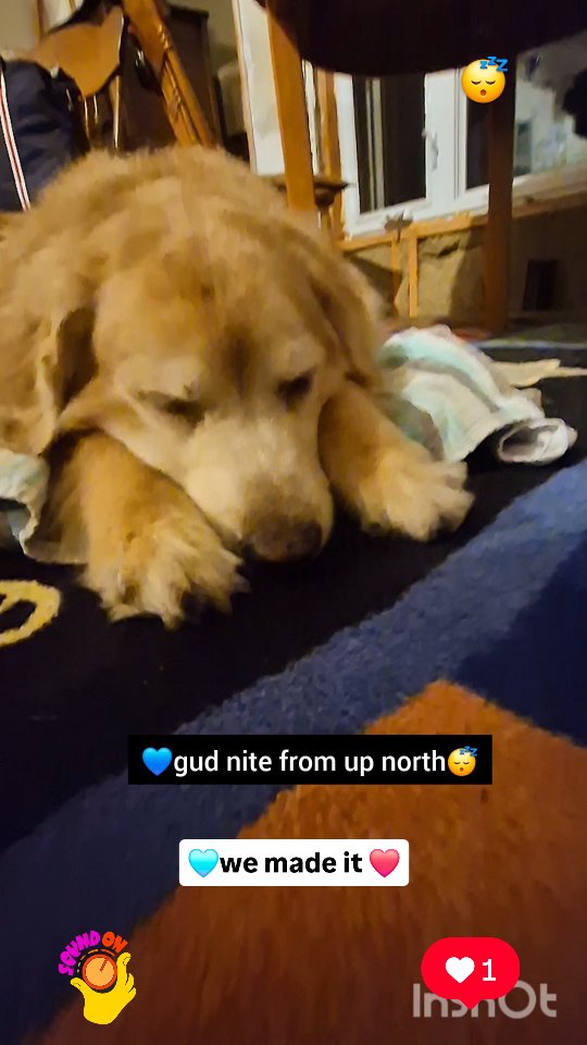 Instagram post by @shaggythegoldenone for Amazon Pets. Caption reads: 💙 It wuz a long drive🚗 to the cottage (almost 4....