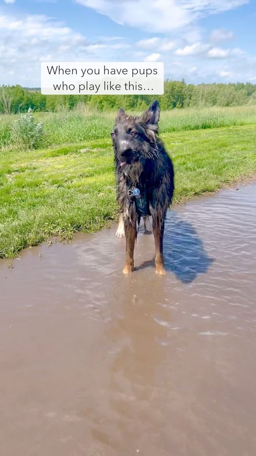 Instagram post by @bestboybrodie for The Dog Agency. Caption reads: When you have two pups who love to get dirty,....