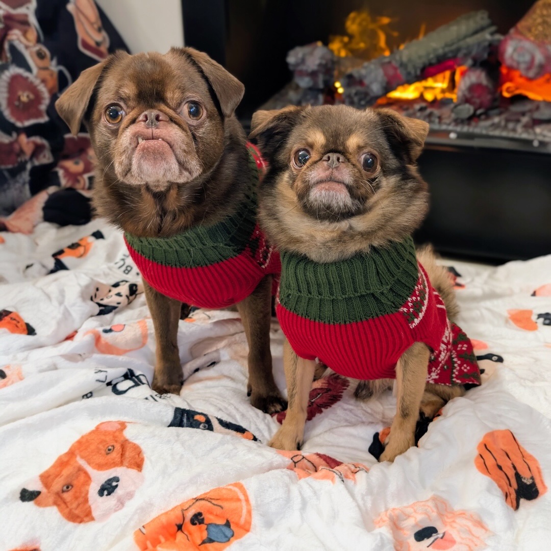 Instagram post by @kingchillithepug for BullyBillows. Caption reads: [...] using the premium comfort of these....