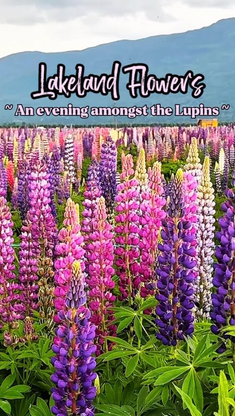 Instagram post by @tourismabbotsford for Canadians Connect. Caption reads: A magical evening amongst the lupins at....