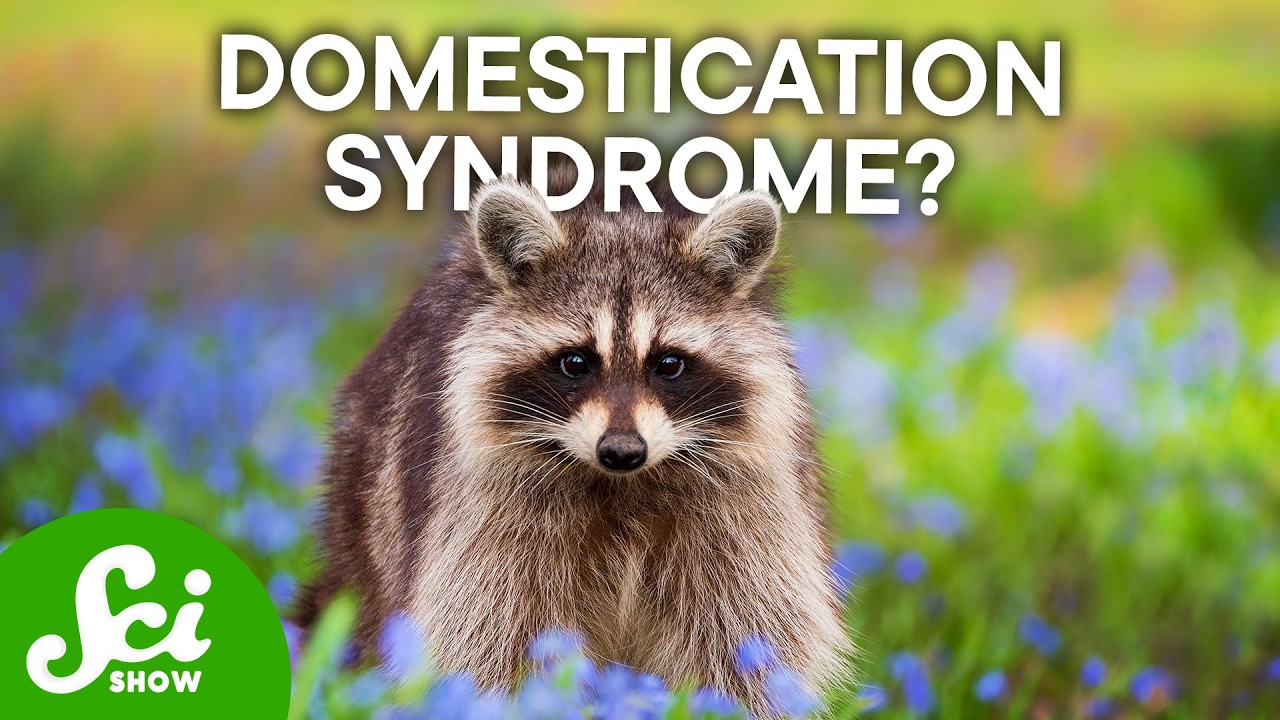 YouTube post by @SciShow for Brilliant.org. Caption reads: Something Strange Is Happening to Raccoons.