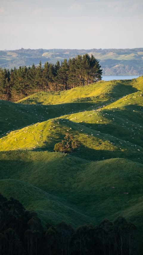 Instagram post by @daliabohnphotography for Nikon DACH. Caption reads: What I see VS my telephoto lens ⬇️

📸 Camera:....