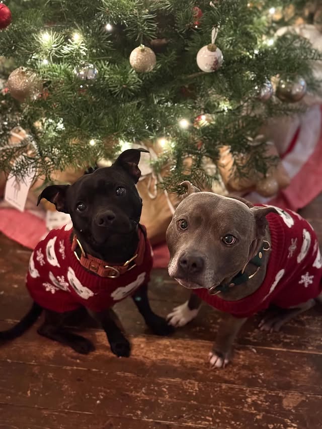 Instagram post by @vivo.nova.staffies for Spark Paws. Caption reads: Advertisement | Merry Christmas friends♥️🎄🌟....