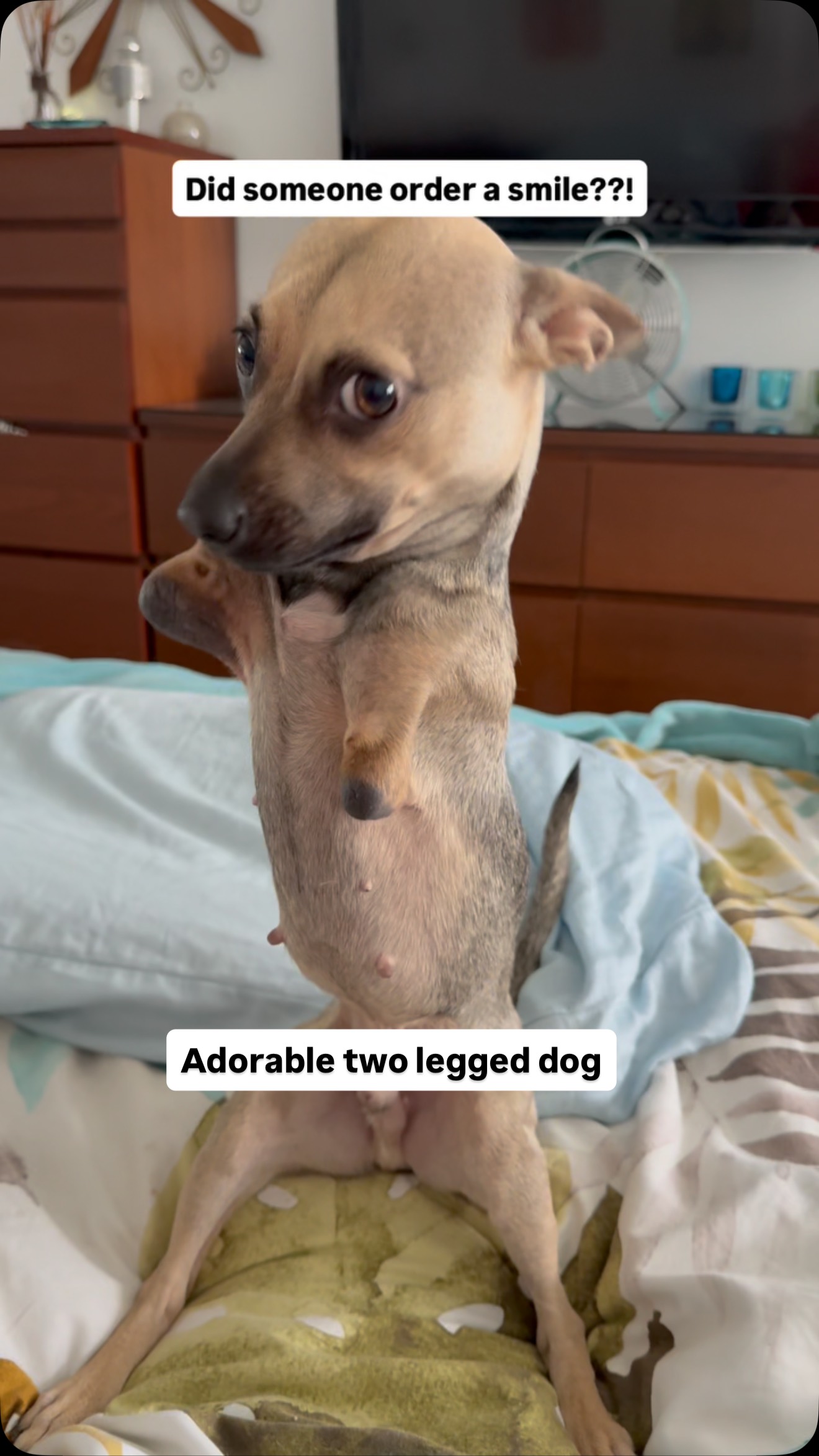 Instagram post by @amira.amiracle for WeRateDogs. Caption reads: Hope it worked! Wyatt, Amira, and Yuki are here....