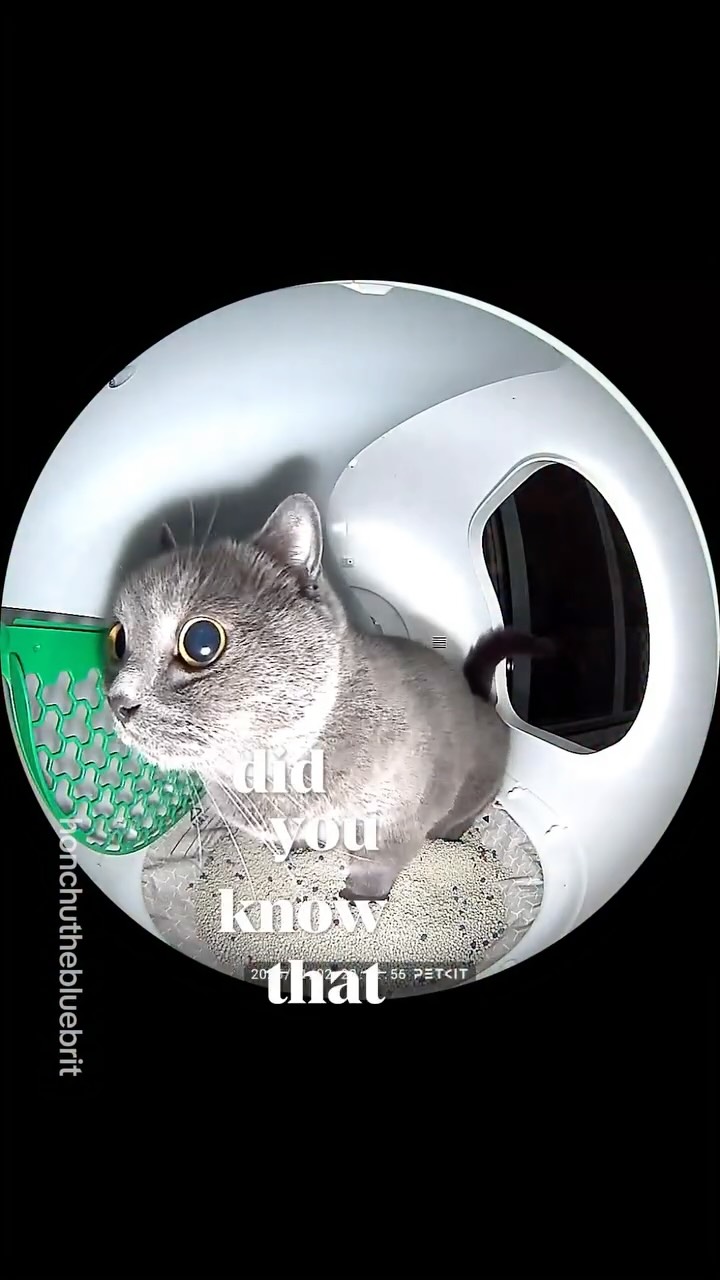 Instagram post by @honchuthebluebrit for Petkit. Caption reads: [...] eye on Honchu’s litter habits 👀

The....