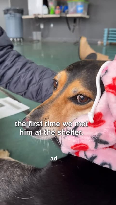 Instagram post by @cappybears for Zoetis Petcare. Caption reads: #ad Three years with Hadley! Wow, time flies. He....