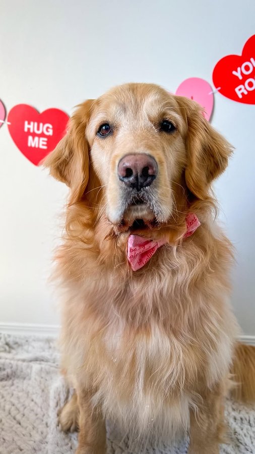 Instagram post by @3goldens1heart for Pet Valu. Caption reads: [...] 🤭💘

Flynn and I stopped by our local....