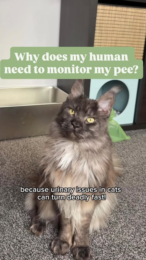 Instagram post by @kit.has.cats for Siipet. Caption reads: Urinary issues in cats aren’t “just a UTI”. 
They....
