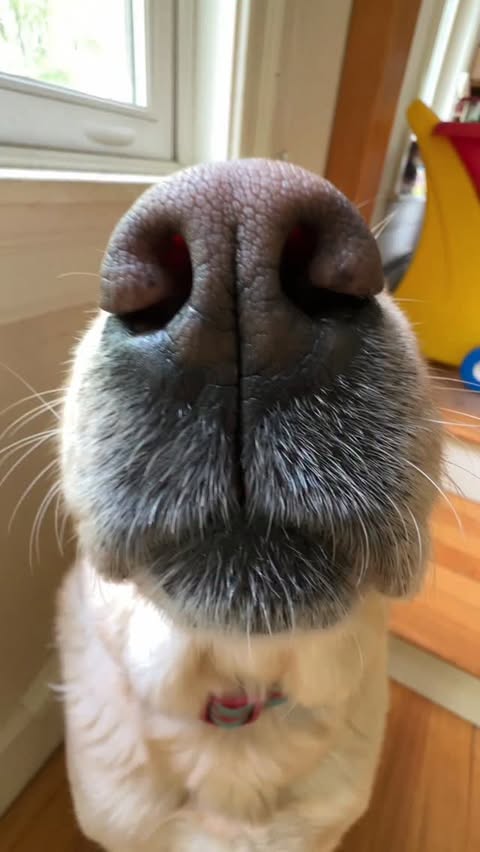 Instagram post by @dognamedstella for Fera Pets. Caption reads: [...] snackuum cleaner (some call her Mabel)....